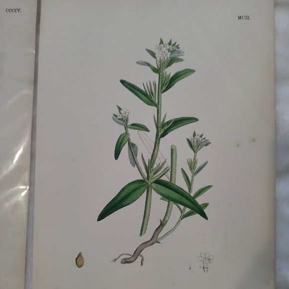 Vintage 1870 Botanical Prints Collectible - Picture 4 of 14